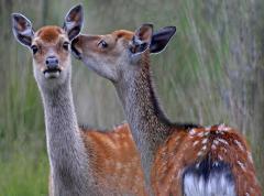 Sika Deer Affection Arne Nature Reserve Dorset